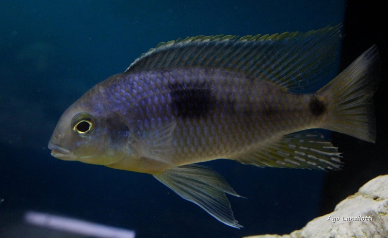 Otopharynx sp. 'auromarginatus margrette'